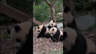 游客：哪一个是妈妈啊？我看三头都差不多大！园润：意思是说我个子小呗？！在成都基地二号别墅听到最多的疑问就是：哪个是妈妈啊！哈哈，园润女士身形太小巧了！