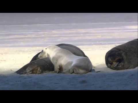 Wildlife HD [Windows 7 Preloaded Sample Video]