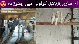MashAllah java bh apni jaga p a gai 😍♥️🦜 @shehrmaindihat @TalhaGhouriVlogs1 😍♥️🦜🦜