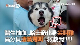 哈士奇被醫生抽血化身尖叫雞 高分貝淒厲鬼叫：救救我｜寵物｜二哈｜搞威狗