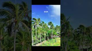 夏威夷檀香山