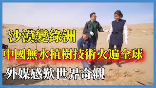 沙漠變綠洲，中國無水植樹技術火遍全球，外媒感歎世界奇觀#窦文涛#脱口秀#真人秀#锵锵行天下#锵锵三人行#锵锵行天下