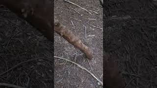 Who Dropped That In The Forest?      #Forest #widowmaker #safety #outdooreducation