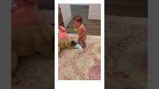 Playful Pug Chases Light with Child😂 #PugPlaytime #DogAndChild #LightChaser #shorts #shortsfeed