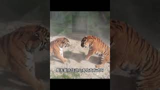 老虎vs狮子，谁更厉害 #老虎 #狮子 #动物#野生动物零距离