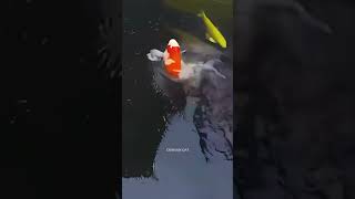 What happens with this Koi Fish?