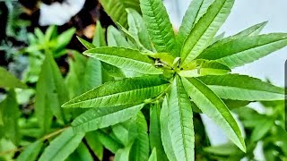 Picking and dehydrating herbs🌿 - Lemon Verbena. Early November