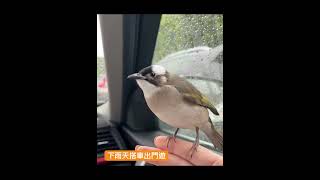 白頭翁之我家有隻小阿飛-下雨天搭車出門遊 #music #birds #cute #白頭翁 #療癒 #鳥寶寶 #家庭故事 #鳥寶 #小鳥のいる生活