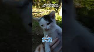 Never satisfied 🤣 #catshorts #cats #catlovers #funny #fyp #trending #CapCut #aifilters