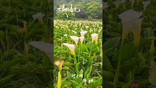 竹子湖位於陽明山隱藏在青山翠谷間的靜謐秘境。 這裡海拔約650公尺，氣候涼爽濕潤， 特別適合栽種海芋。海芋是來自南非的花種，因為苞片盛開時有如倒立的馬蹄，植株又像蓮花一樣生在水中，因此被稱為-馬蹄蓮