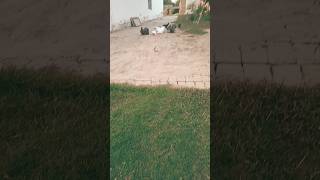 Subscribe we need 1000 subscriber #pigeon #pigeonlaver #bird #pigeonlove #kabootar #kabutar #birdspe