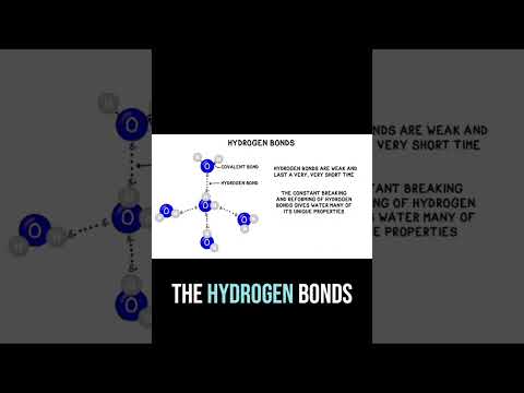 What are hydrogen bonds and why does water form them? #Biology #Chemistry