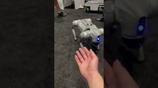 Robo dog @unitreerobotics