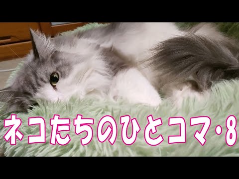 ネコたちのひとコマ ・8