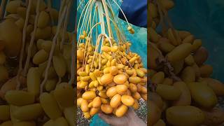 BUAH KURMA SUDAH MENGUNING SIAP PANEN #buahkurma #pohonkurma #shortvideo #viralvideo