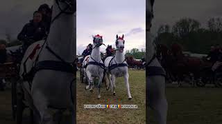 #music #love #remix #dance #caidevanzare #horse #bighorse #cai #tophorses @PromovariCaiRomania