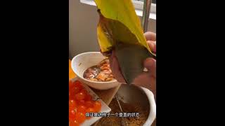 包粽子手法 学起来自己包粽子吃