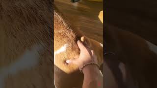 SOUND ON 🔊 Chonky Boi 😂 (HIS FACE TOO...🙄)  #beaglelife
