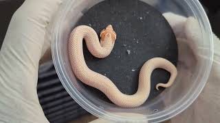 Unpacking hognose snakes after the Daytona Reptile Expo
