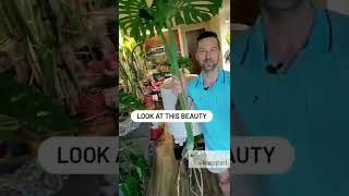 Monstera Propagation (My Step by Step Process)