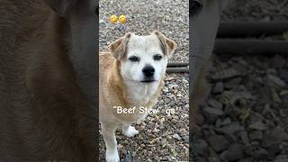A Password You Cant Use… #shortsfeed #dogjokes #talkingdog #funnyshorts #doglover #jokelovers