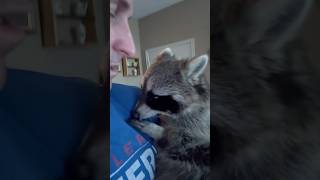 Do not attempt with just any ordinary raccoon. Rusty is extraordinarily 😀😀🦝🦝#raccoon