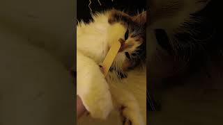 #cat #sillycats #sillymoments