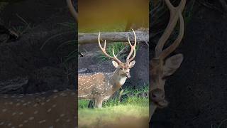 EPIC! Close Encounter With A Chital Deer Stag 😍