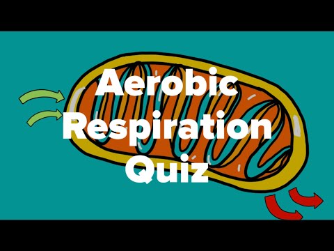Aerobic Respiration Quiz