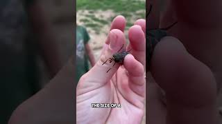 How painful is a horsefly bite?