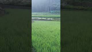 #사랑으로 #해바라기