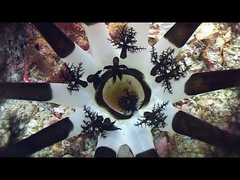 Worms and Sea Cucumbers - Reef Life of the Andaman - Part 23