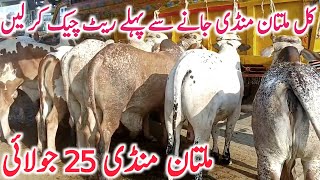 Today Fresh Multan Cow Mandi 25 July Video Khere Bachre | Cholistani || Global Village Farming