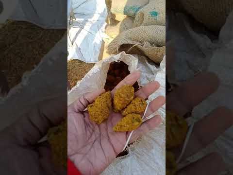 turmeric bulbs buy from thanusree exim