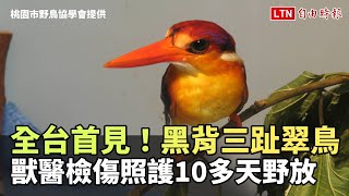 全台首見！「黑背三趾翠鳥」受傷 獸醫檢傷照護10多天野放（桃園市野鳥學會提供）