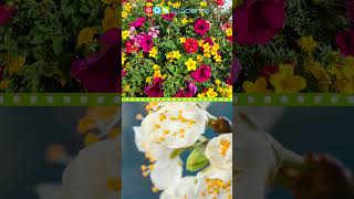 Flowering and Non-Flowering Plants #shorts #ngscience