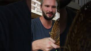 Bamboo Weaving - Learning the traditional Lao way of weaving with bamboo | Life in Laos (#Shorts)