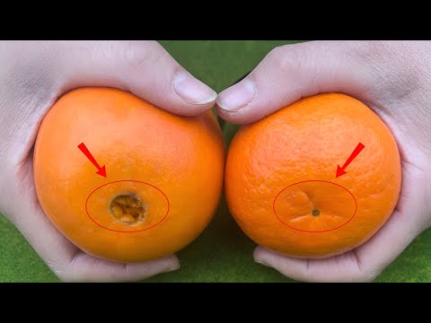 Experienced fruit farmer gives tips on choosing delicious, sweet and fleshy oranges