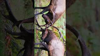Roosevelt's Elk Short #elk #deer #animalfacts #roosevelt #animals #wapiti #olympicelk