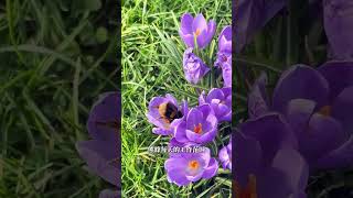上班时竟然能睡着 #动物科普  #知识科普