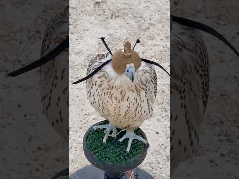Fastest Animal on Earth Isn't a Cheetah! 🦅💨 | #didyouknow  #fastestanimalafrica  #peregrinefalcon