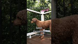 Morning in the Life of a Work From Home Dog Mom #dogmom #workfromhome #workathome #wfh #goodvibes
