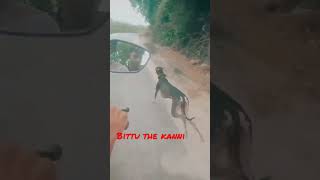kanni Dog running Bittu the kanni 65 kmph