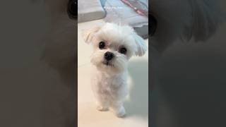 공 던져줄까? #갸우뚱