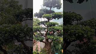#সবুজের সমারোহ #বৃক্ষমেলা #আগারগাঁও