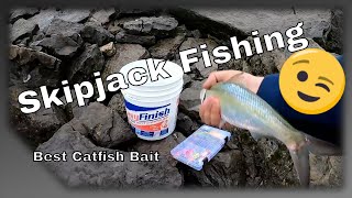 Skipjack Fishing - Gotta Have Bait