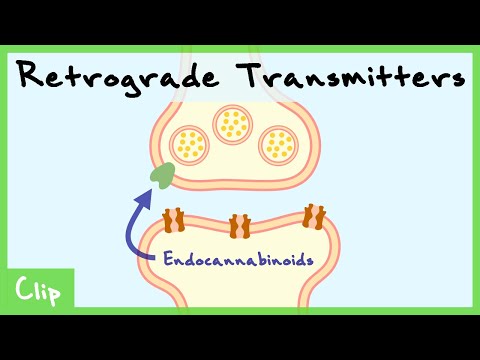 Retrograde Transmitter System Explained (Endocannabinoids & Nitric Oxide) | Clip