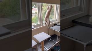 #gatos #flyingcat #climbing #catbaby #ragdollkittens #floofycat #crazycats #hilariousfelines #zoomie