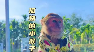 亲子时光：爸爸用爱治愈小猴子的孤单 #萌宠#动物#猴子成精#萌宠出道计划#萌宠成精了