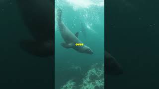 Seals are incredible swimmers | @earthly444 | #shorts #facts #ocean #animals #sea #marinelife